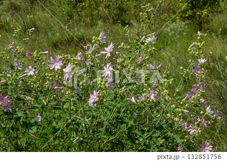 Musk mallow flowers bloom in a lush meadow under bright sunlight showcasing delicate pink petals amidst green foliage 132851756
