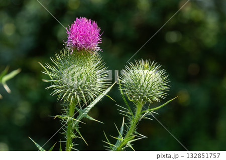 Colorful Cirsium vulgare blooms amidst lush greenery in a sunlit meadow during late spring afternoons Colorful Cirsium vulgare blooms amidst lush greenery in a sunlit meadow during late spring afternoons 132851757