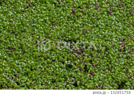 Floating green carpets of Lemna minor thrive in still waters creating a lush habitat for aquatic life under sunlight 132851758