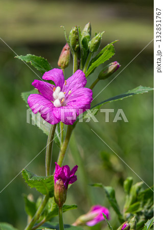 Hairy willowherb blooms prominently in a sunny meadow showcasing vibrant pink flowers during the peak of spring 132851767