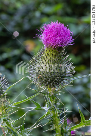 Vibrant Spear Thistle showcases striking purple flower against lush green background in a natural habitat during late summer bloom 132851768