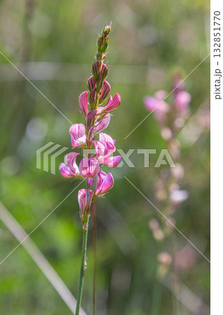 Colorful Onobrychis viciifolia blooms prominently in a natural habitat during a sunny afternoon in spring Colorful Onobrychis viciifolia blooms prominently in a natural habitat during a sunny afternoon in spring 132851770