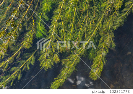 Coontail plants thrive in calm freshwater showcasing vibrant green foliage under clear reflections during midday observations Coontail plants thrive in calm freshwater showcasing vibrant green foliage under clear reflections during midday observations 132851778