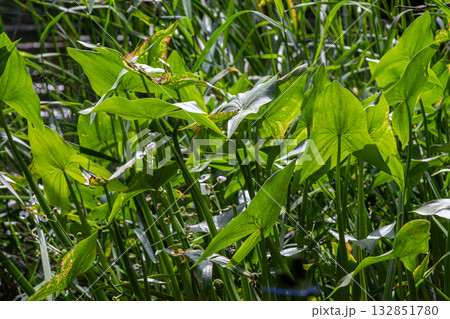 Common arrowhead plant thriving in an aquatic environment under bright sunlight 132851780