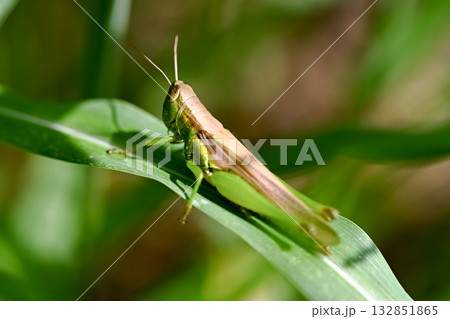 イナゴ 132851865