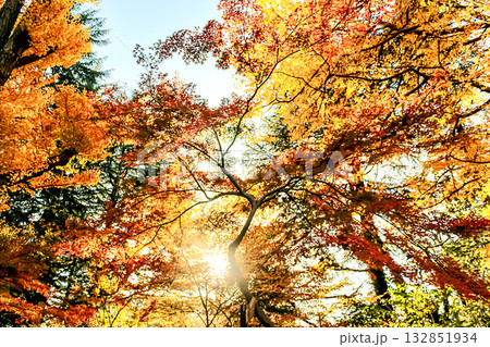 【紅葉イメージ】紅葉が進む木々に注ぐ日差し 【紅葉イメージ】紅葉が進む木々に注ぐ日差し 132851934