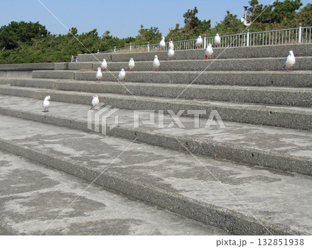検見浜でお澄まししてる冬の渡り鳥ユリカモメ 132851938