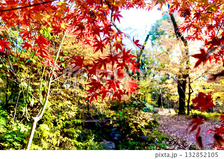 【紅葉イメージ】紅葉が進む木々 132852105