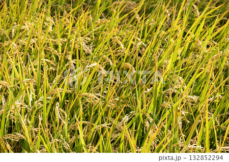 実りの秋にたわわに実った稲穂 132852294