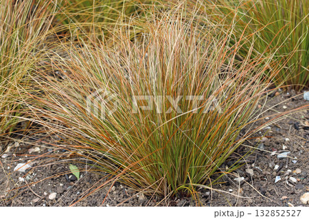 Orange New Zealand sedge plant in close up 132852527