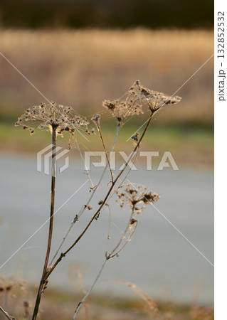 A large dry hogweed with a cobweb against the backdrop of a sunset, close-up 132852532