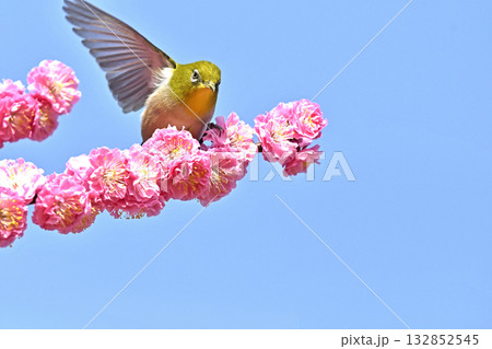 立候補して決めポーズをするメジロさん　選挙イメージ 132852545