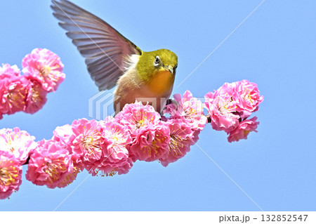 立候補して決めポーズをするメジロさん　イメージ 132852547