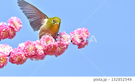 立候補して決めポーズをするメジロさん　イメージ 132852549