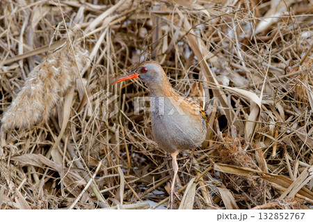 European water rail (Rallus aquaticus) European water rail (Rallus aquaticus) 132852767
