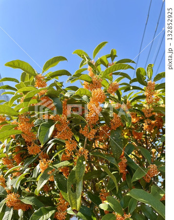 青空に映える満開の金木犀 132852925