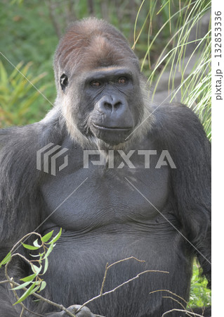 大好物の葉の枝を握ってニンマリと笑みを浮かべるゴリラ 大好物の葉の枝を握ってニンマリと笑みを浮かべるゴリラ 132853336