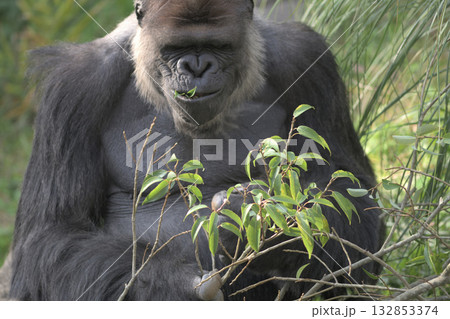 葉がおいしすぎて顔面が崩れてしまったゴリラ 葉がおいしすぎて顔面が崩れてしまったゴリラ 132853374