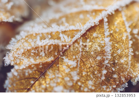 Frost-Covered Golden Leaf Macro with Wintery Texture Frost-Covered Golden Leaf Macro with Wintery Texture 132853953