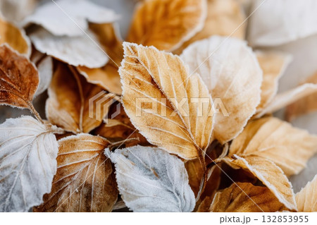 Frosted Autumn Leaves Natural Texture Warm Tones 132853955