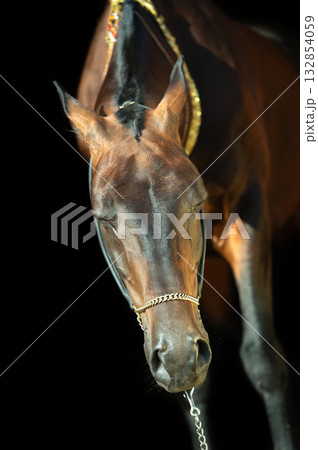 art portrait of beautiful dark bay Akhalteke stallion against black background. close up art portrait of beautiful dark bay Akhalteke stallion against black background. close up 132854059