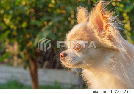 Profile of a white and red Chihuahua dog on a nature background. Profile of a white and red Chihuahua dog on a nature background. 132854250