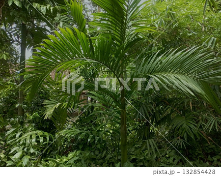 Young Palm Tree in a Dense, Lush Tropical Garden or Forest 132854428