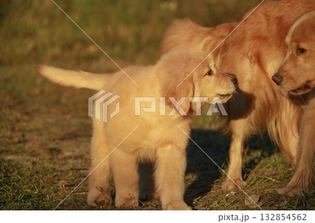 Two golden retrievers play together. A puppy and his mother play in a clearing in the warm autumn light. Two golden retrievers play together. A puppy and his mother play in a clearing in the warm autumn light. 132854562