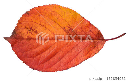 A rich orange-red autumn cherry leaf. Isolated background. 132854981