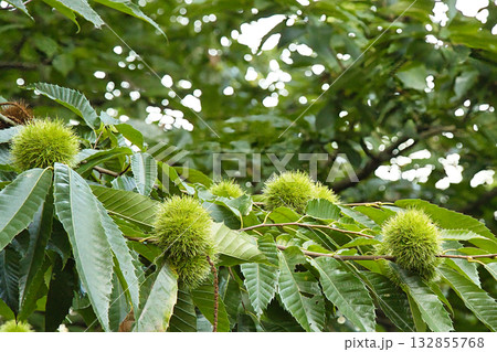 Spiny Husk Chestnut Fruit Spiny Husk Chestnut Fruit 132855768