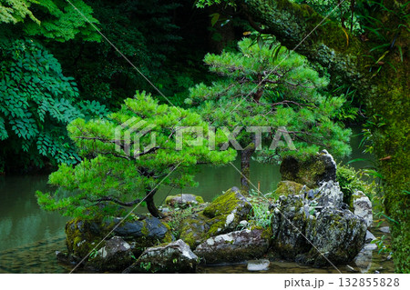 金沢 兼六園の松と苔むした岩 池に浮かぶ島の日本庭園 132855828