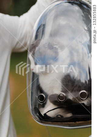 Cute cat in transparent pet backpack carrier outdoors travel and safety concept Cute cat in transparent pet backpack carrier outdoors travel and safety concept 132855883