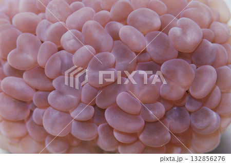 Bubble Coral - Cultured, Plerogyra simplex 132856276