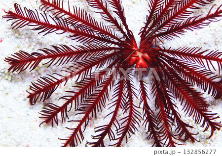 Red Feather Star, Heterometra spp Red Feather Star, Heterometra spp 132856277