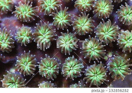 Large Corallite Green Galaxy Coral, Galaxea fascicularis Large Corallite Green Galaxy Coral, Galaxea fascicularis 132856282