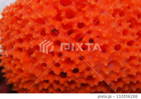 Orange Lace Sponge, Clathria spp. 132856288
