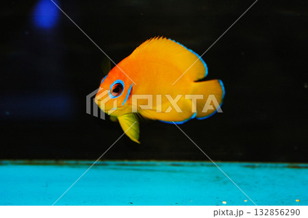 Orangepeel Angelfish - Centropyge flavissima var. Orangepeel Angelfish - Centropyge flavissima var. 132856290