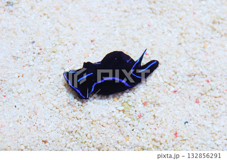 Blue Velvet Slug, Chelidonura varians Blue Velvet Slug, Chelidonura varians 132856291