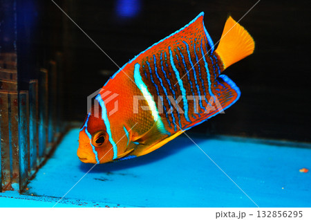 Passer Angelfish - Holacanthus passer 132856295