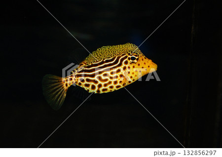 Scribbled Boxfish - Ostracion solorensis 132856297