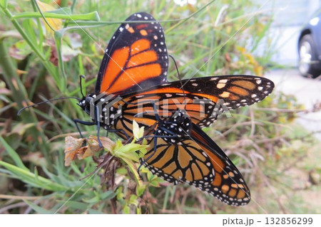 Monarch Butterfly Pair, Danaus plexippus Monarch Butterfly Pair, Danaus plexippus 132856299
