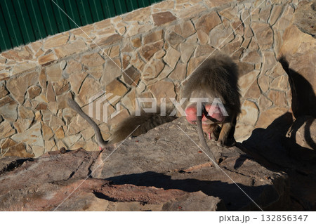Baboon, Rocks, Shadow - A baboon stands on a rocky surface near a wall, casting a shadow. 132856347