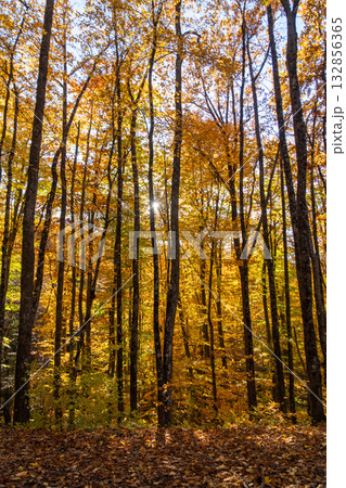 Autumn forest trees, golden leaves on tall trunks, sunlight streaming through vibrant canopy. Autumn forest trees, golden leaves on tall trunks, sunlight streaming through vibrant canopy. 132856365