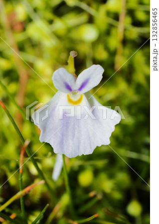 ウサギゴケの花 ウサギゴケの花 132856465