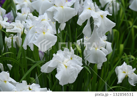 織姫・花菖蒲 132856531