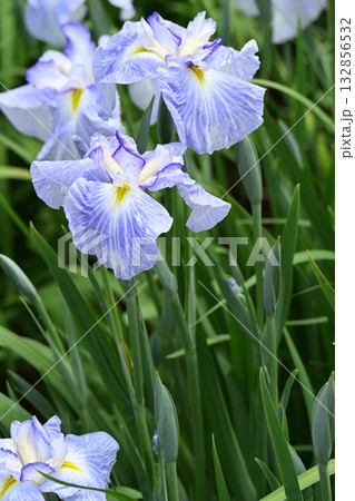 青水巴・花菖蒲 青水巴・花菖蒲 132856532