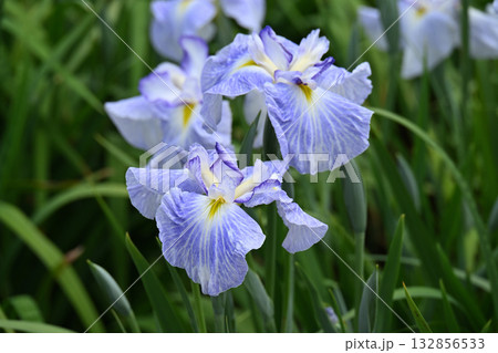 青水巴・花菖蒲 青水巴・花菖蒲 132856533