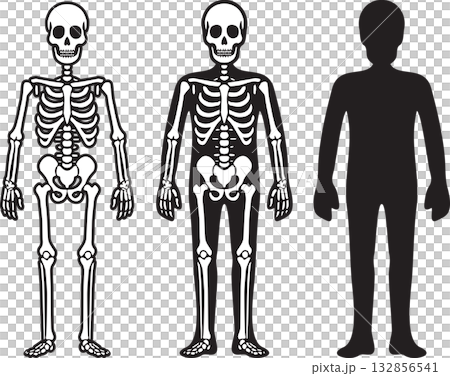 人和骨骼 132856541