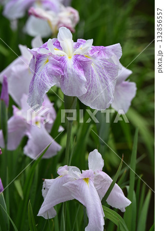 乙女・花菖蒲 132856557