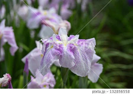 乙女・花菖蒲 乙女・花菖蒲 132856558